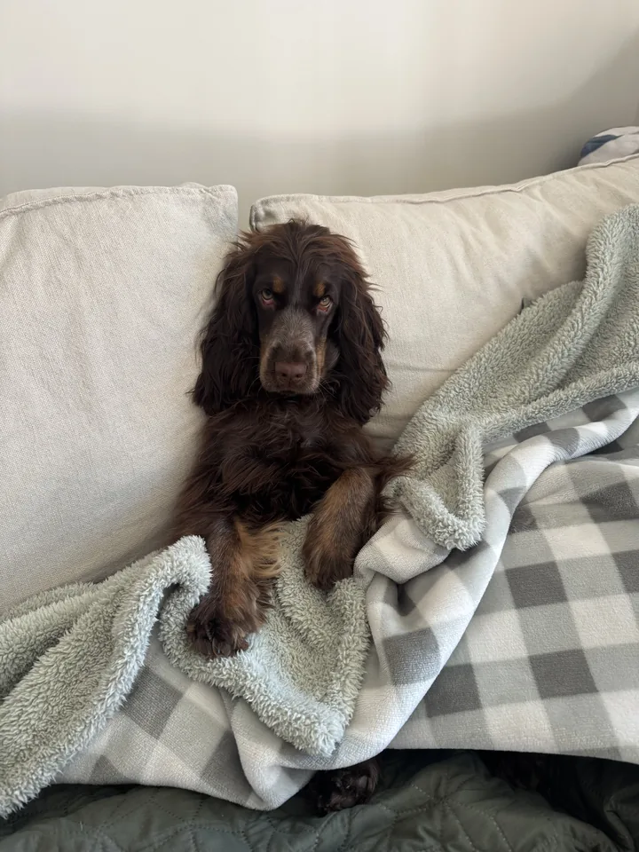 Olive, a chocolate cocker spaniel, tucked into the couch under a blanket